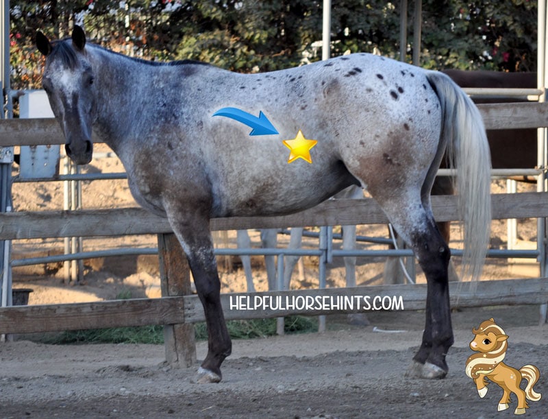 Pinterest Pin - side view of a gray horse with arrow and star icon