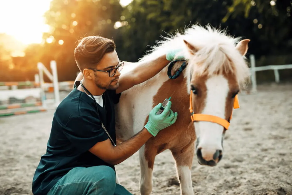 Young attractive male veterinarian giving injection to a small adorable pony horse