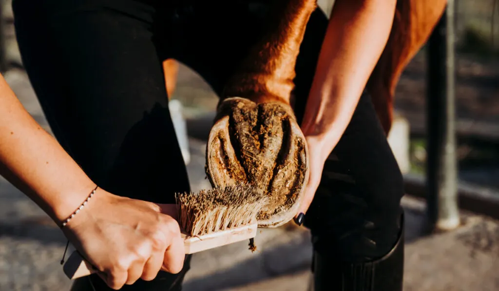 Young girl in barn taking care of horse and cleaning hooves with special brush