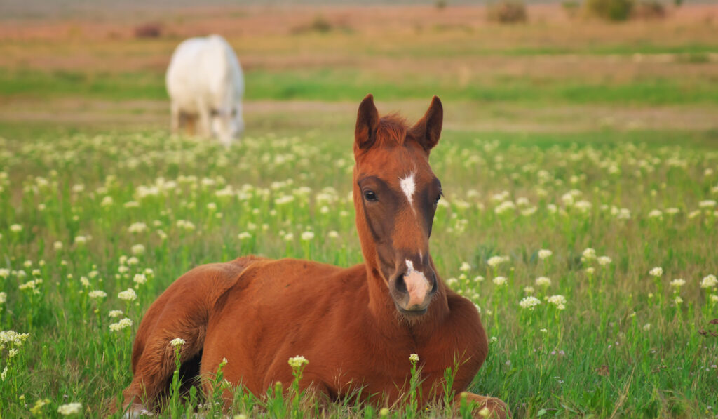 Young horse resting on the green meadow