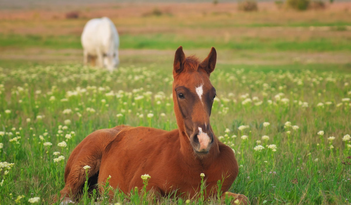 12 Fun Facts About Filly Horses Helpful Horse Hints