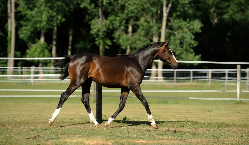 Young horse trotting in field, purebred Oldenburg healthy bay colored running in arena
