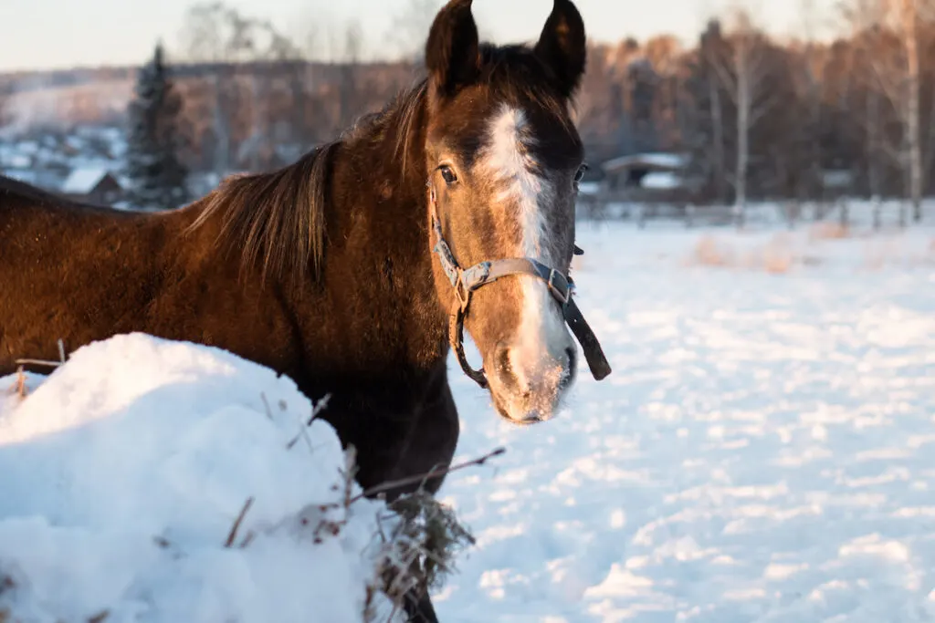 Young horse walking outdoors in winter pasture