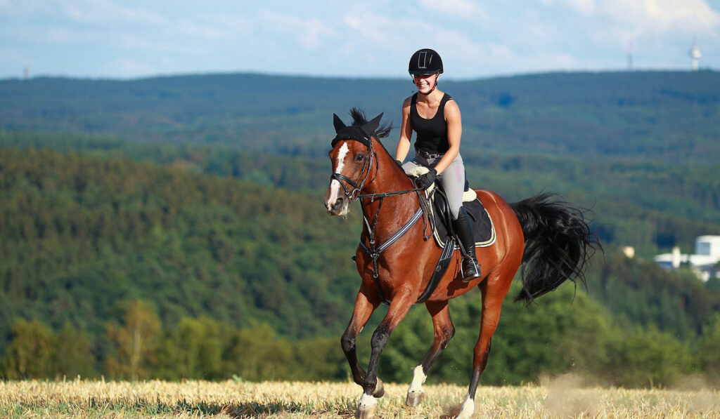 Young horse woman rides young horse on a harvested field in various gaits.
