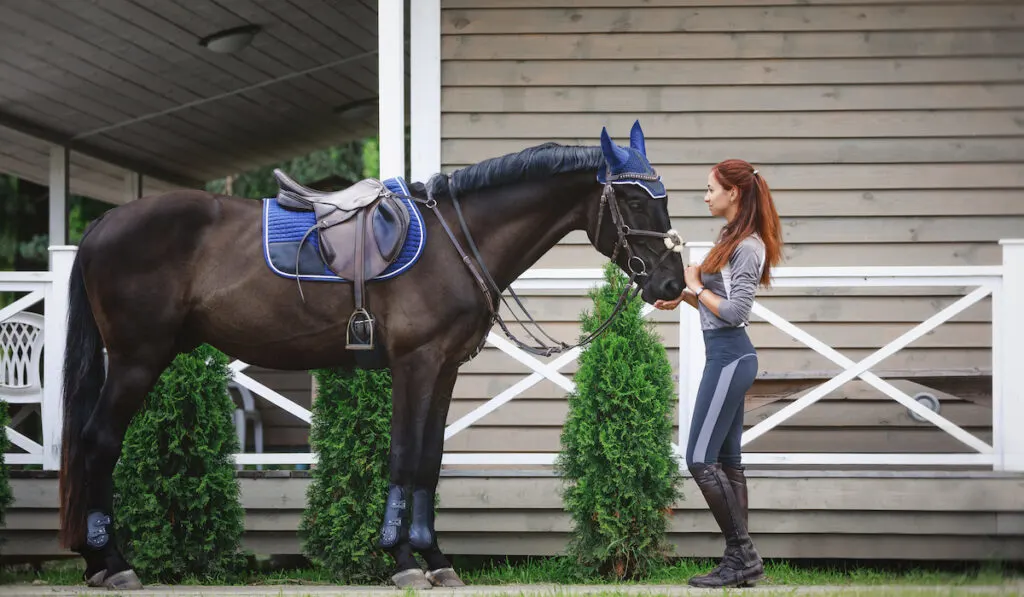 Young woman caring her black Hanoverian stallion near stable
