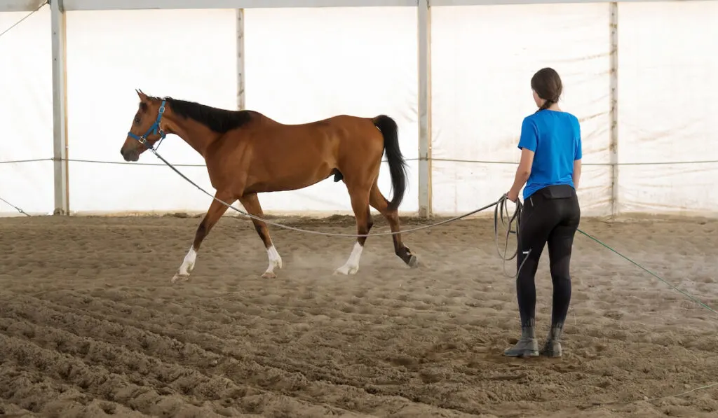 Young woman exercising her horse on a lead rein
