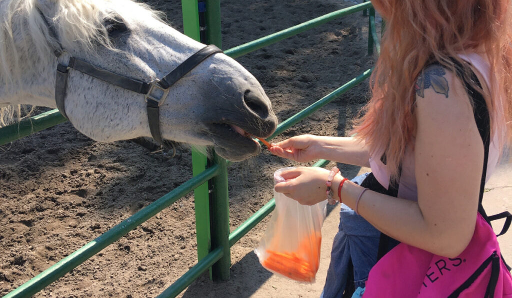 Young woman feeds the horse with carrot 