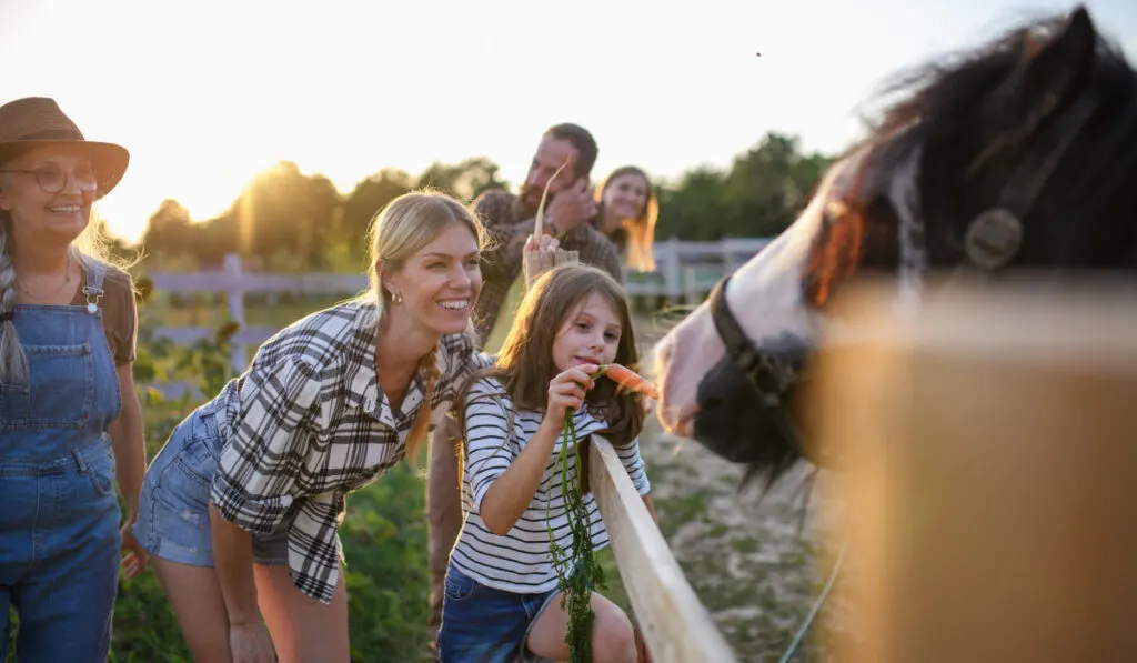 Young-woman-feeds-the-horse-with-carrot-with-carrot