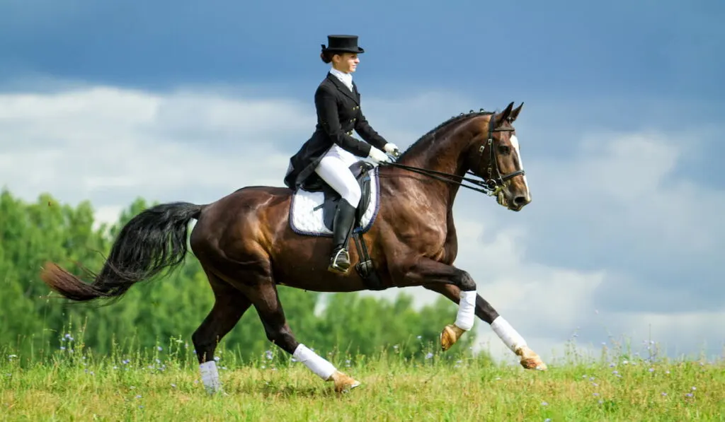 Young woman riding horse on the top of the hill. Equestrian sport - dressage. 