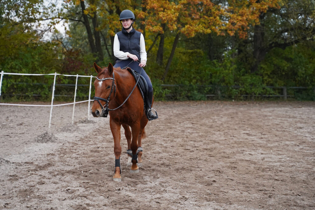 Young woman training with her red-brown oldenburg mare in a riding area 