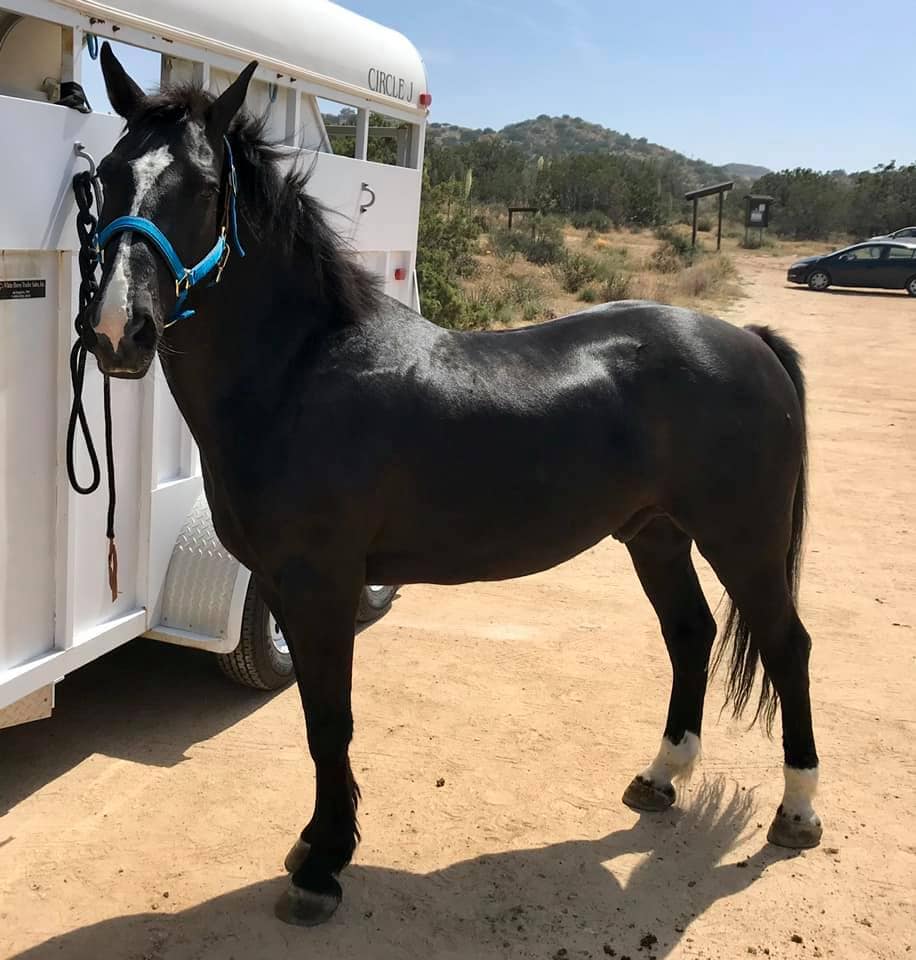 Yukon - 14.2 H BLM Mustang Gelding from Twin Peaks HMA