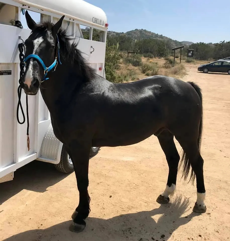 Yukon - 14.2 H BLM Mustang Gelding from Twin Peaks HMA