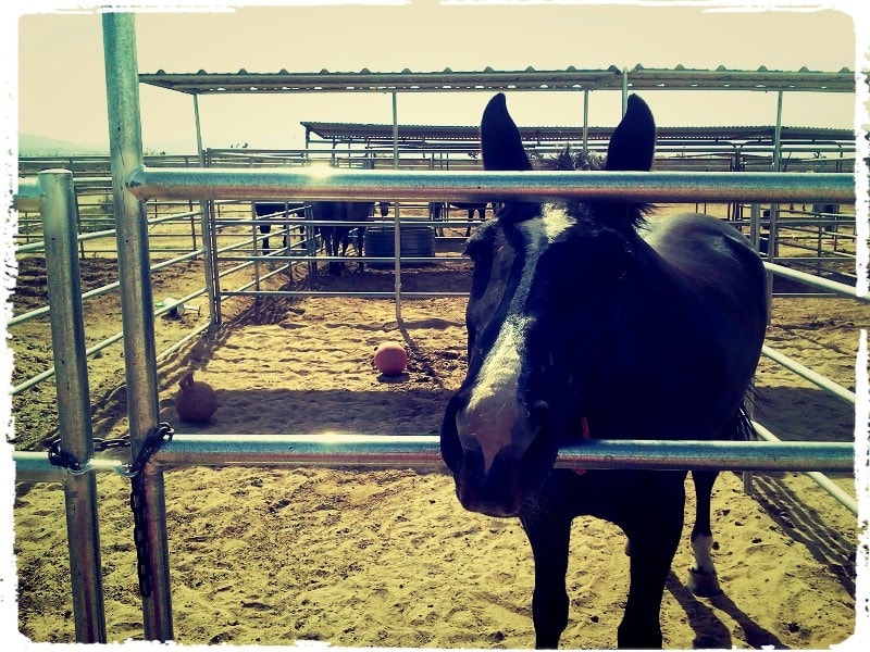 Stall Toys in Horse Stall