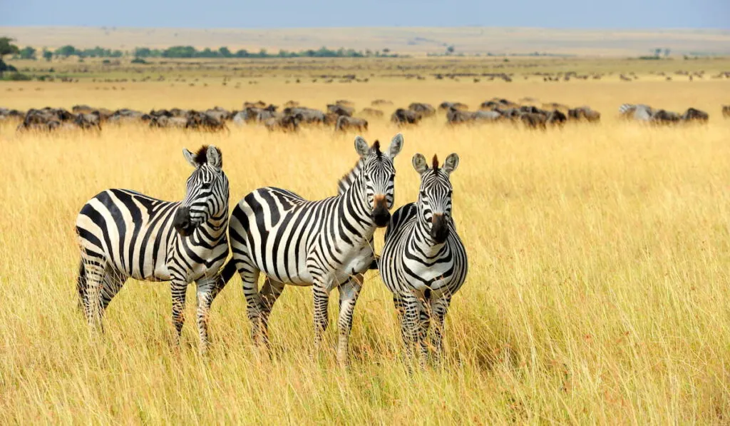 Zebras in the grass field