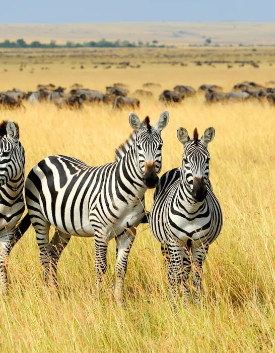 zebras in the field