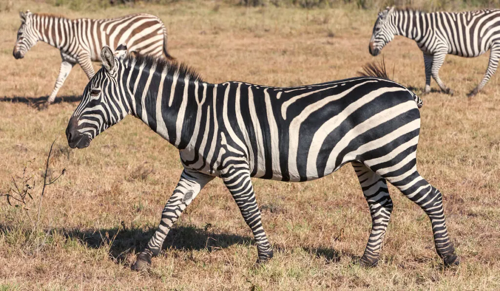 Zebras in the grasslands