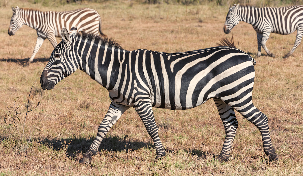 Are Zebras Horses? 11 Facts About Zebras and Horses Helpful Horse Hints