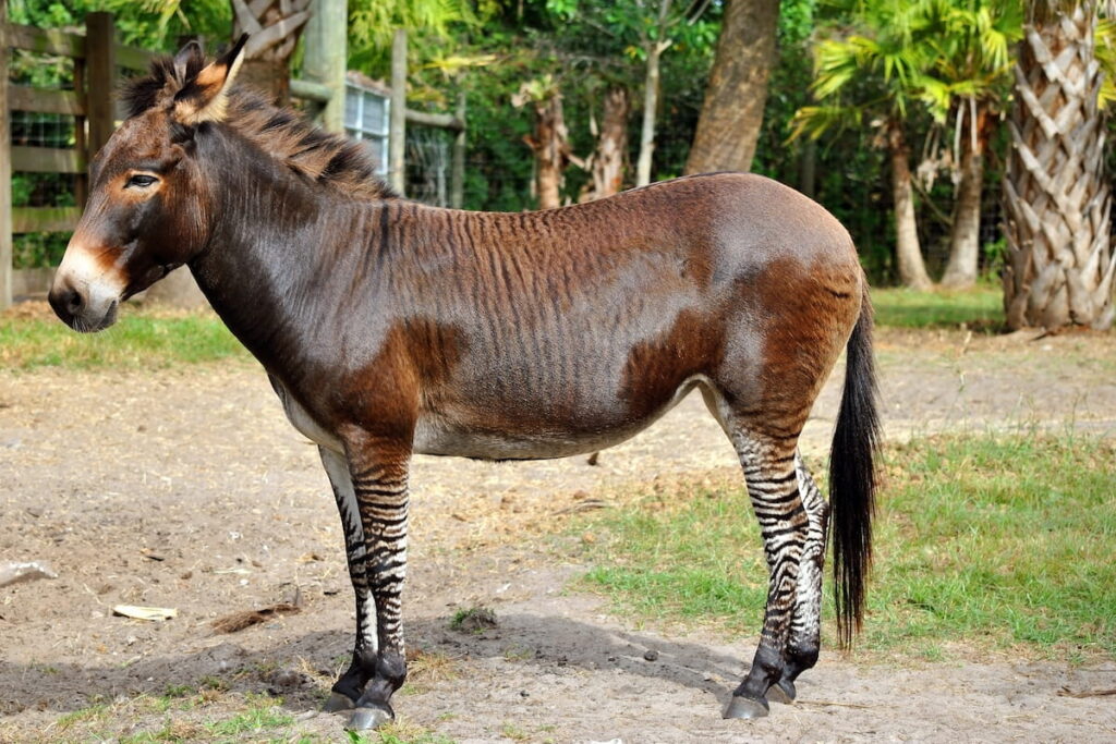 Zebroid a cross between a zebra and a donkey