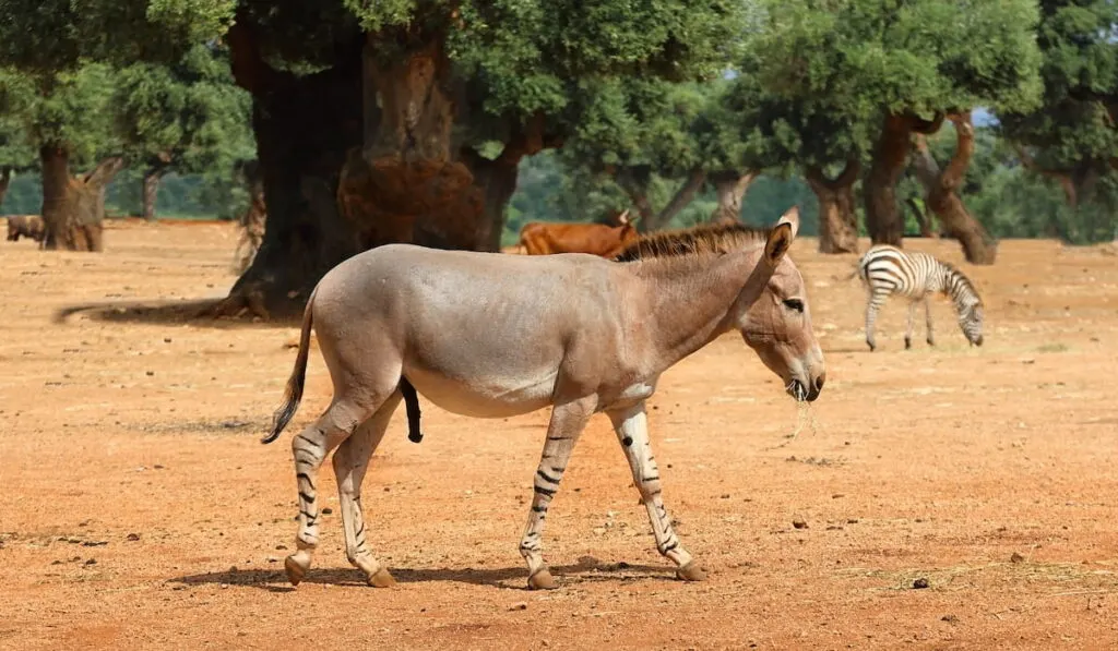 Zebroid male walking on the field