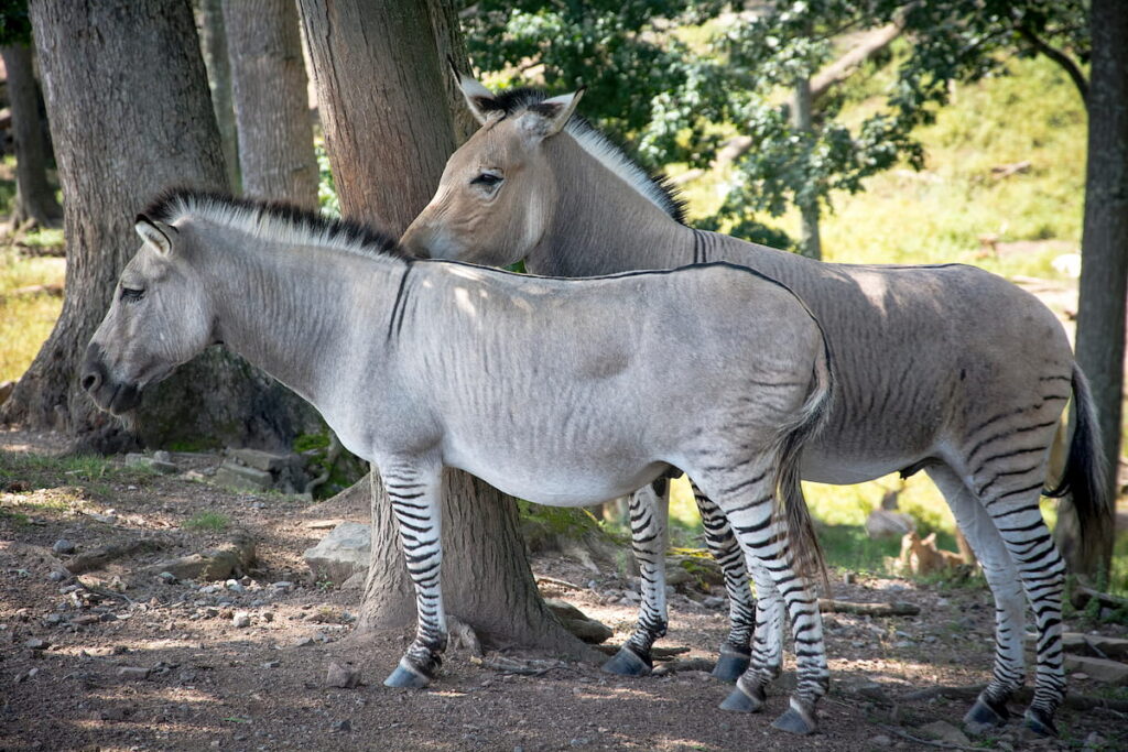 Zebroids with striped legs in the wild