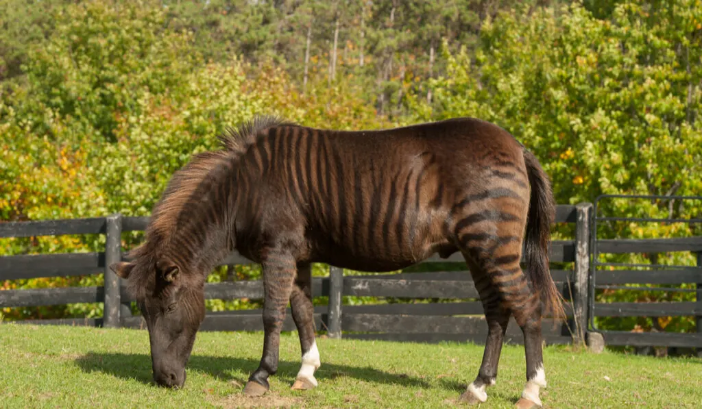 Zorse eating grass on the farm 