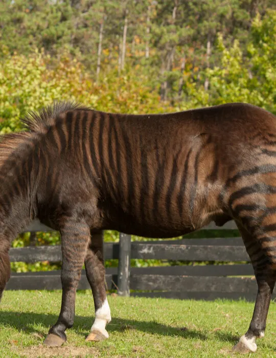 Zorse-eating-grass-on-the-farm