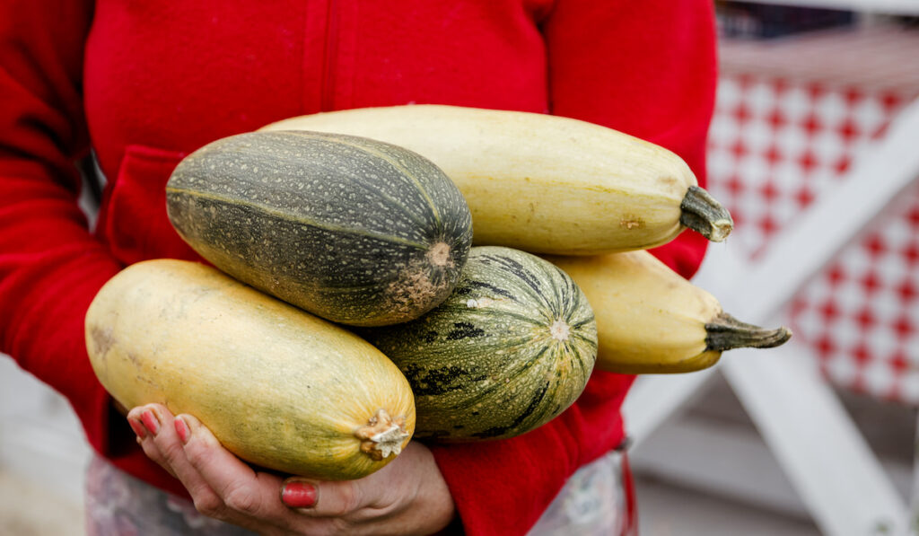 Zucchini and yellow squash in old woman farmer