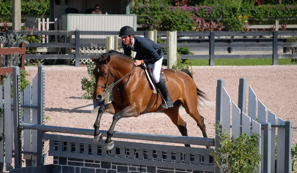 a bay horse in the hunter ring 