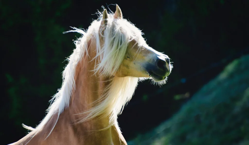 a beautiful brown haflinger horseee220401