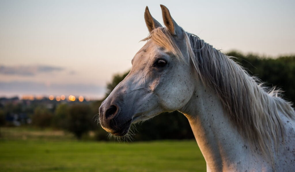 a beautiful old horse looking over the yonder