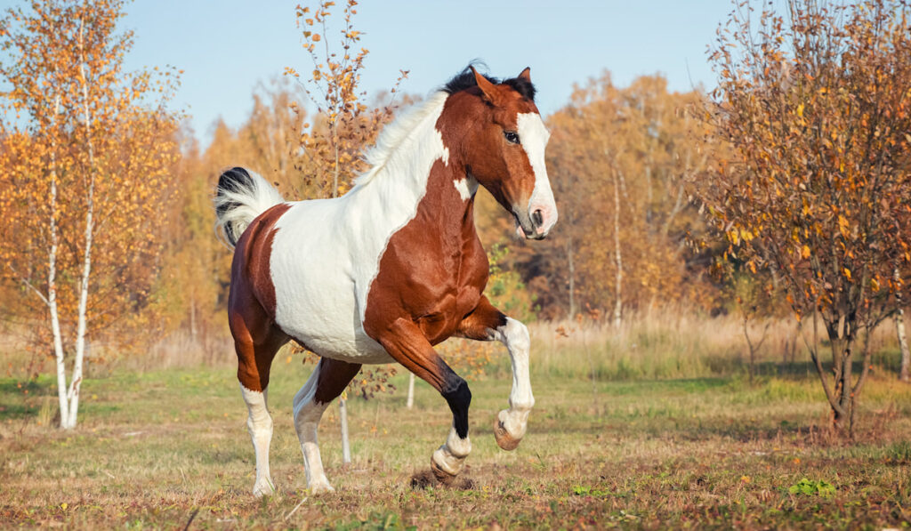 a beautiful paint horse