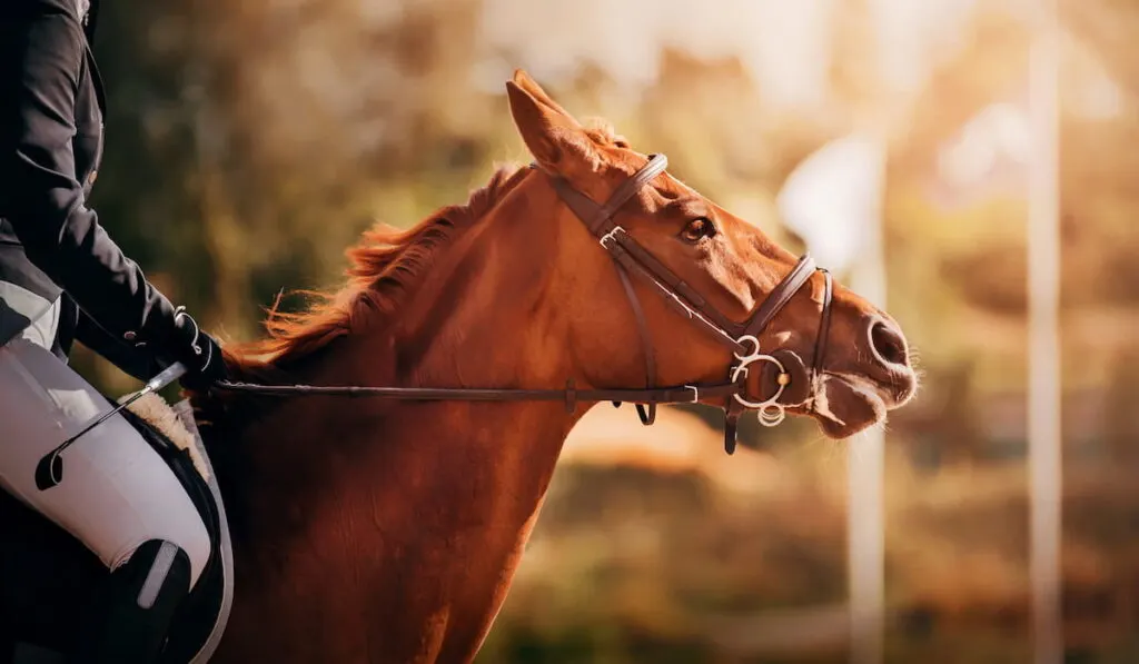 a beautiful sorrel horse with a rider