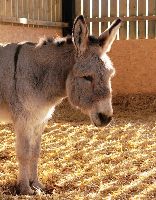 a big donkey inside a stable