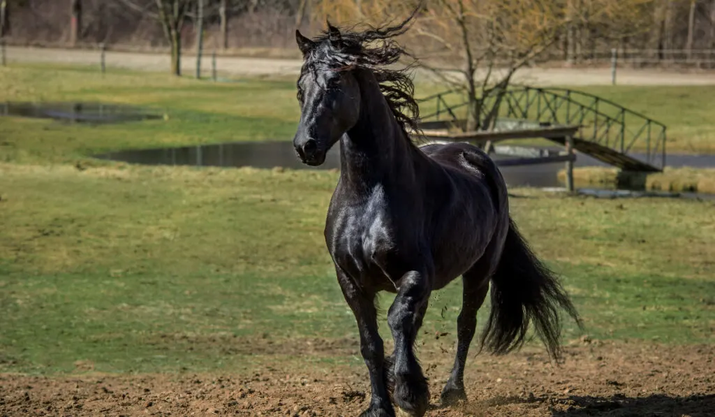 a-black-friesian-horse-running