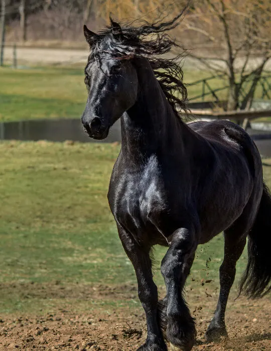 a-black-friesian-horse-running-ee220401