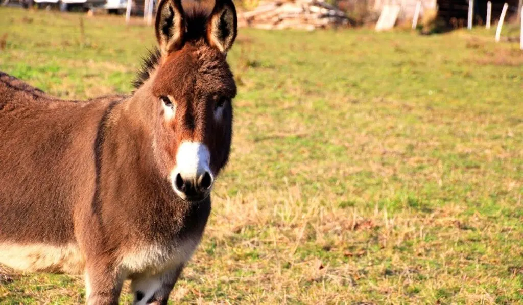 a brown donkey