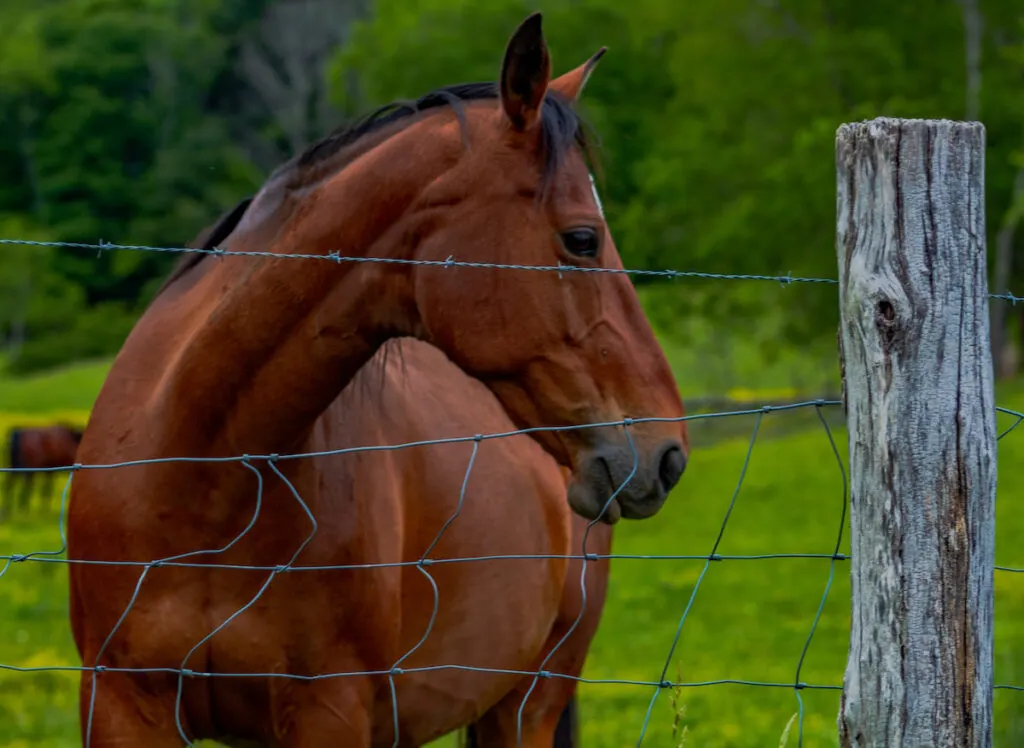 a brown horse inside a fence outdoors