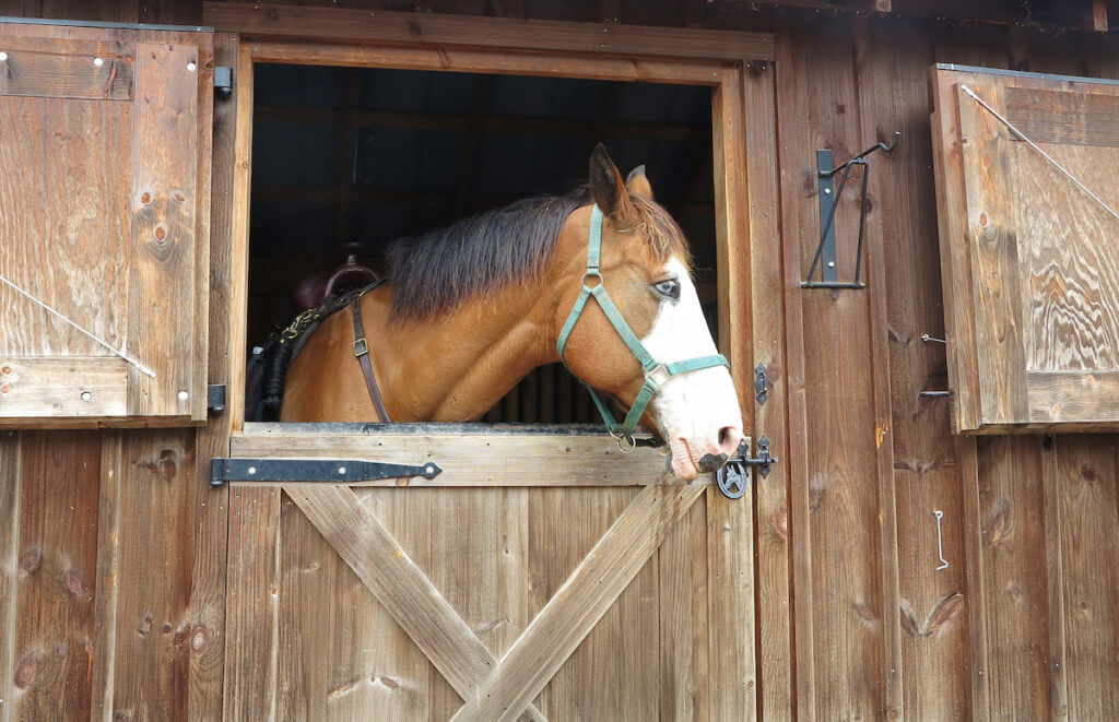 a brown horse sticking out his head from the stall door in a stable