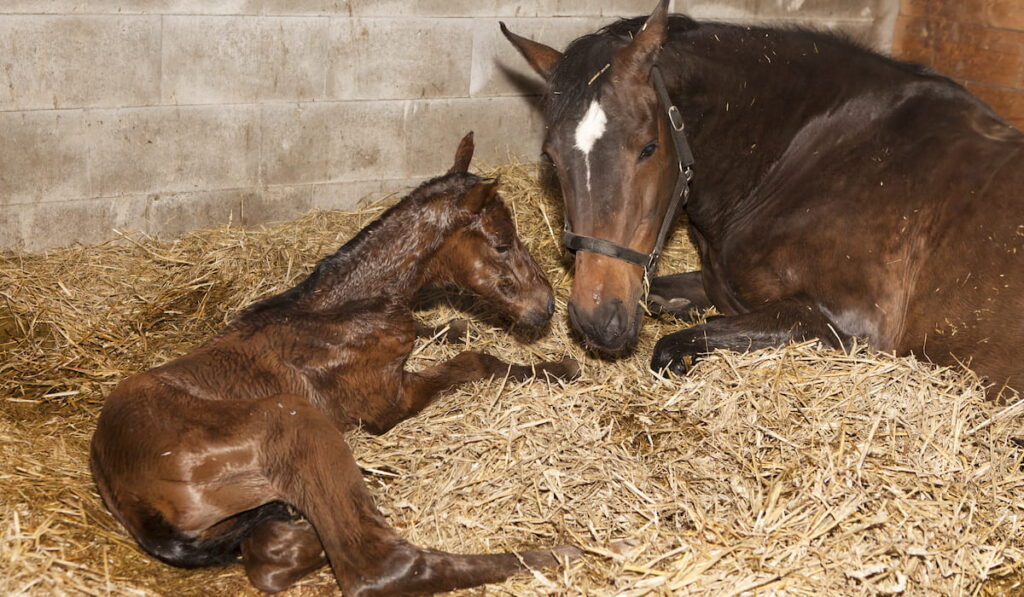 a brown mare shortly after birth with her foal