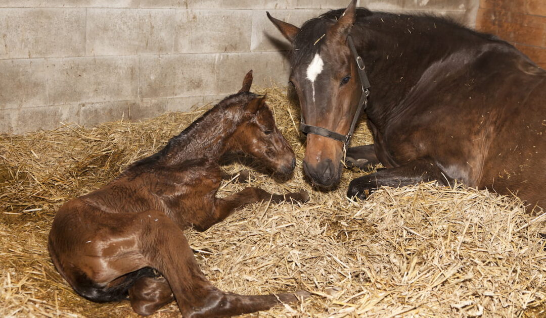 Nurse Mare Foals Why Foals Are Taken From Their Moms Helpful Horse Hints