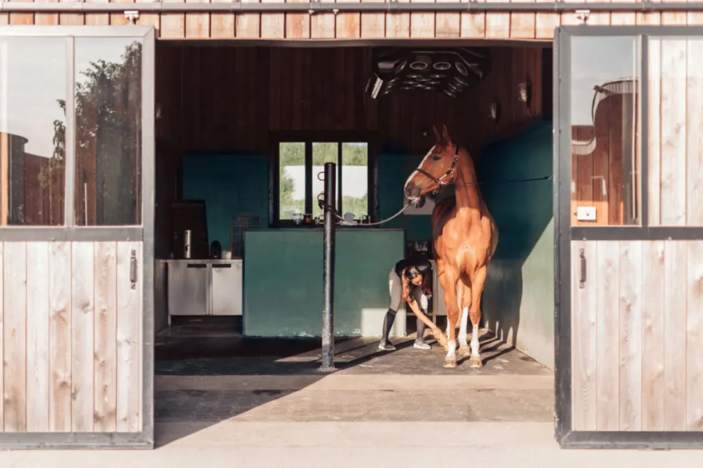 a caretaker grooming a brown horse inside the stable