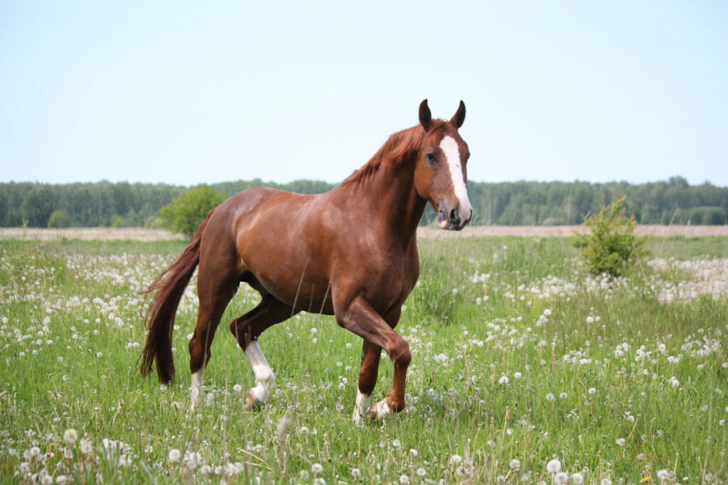 a chestnut horse galloping freely in a open field