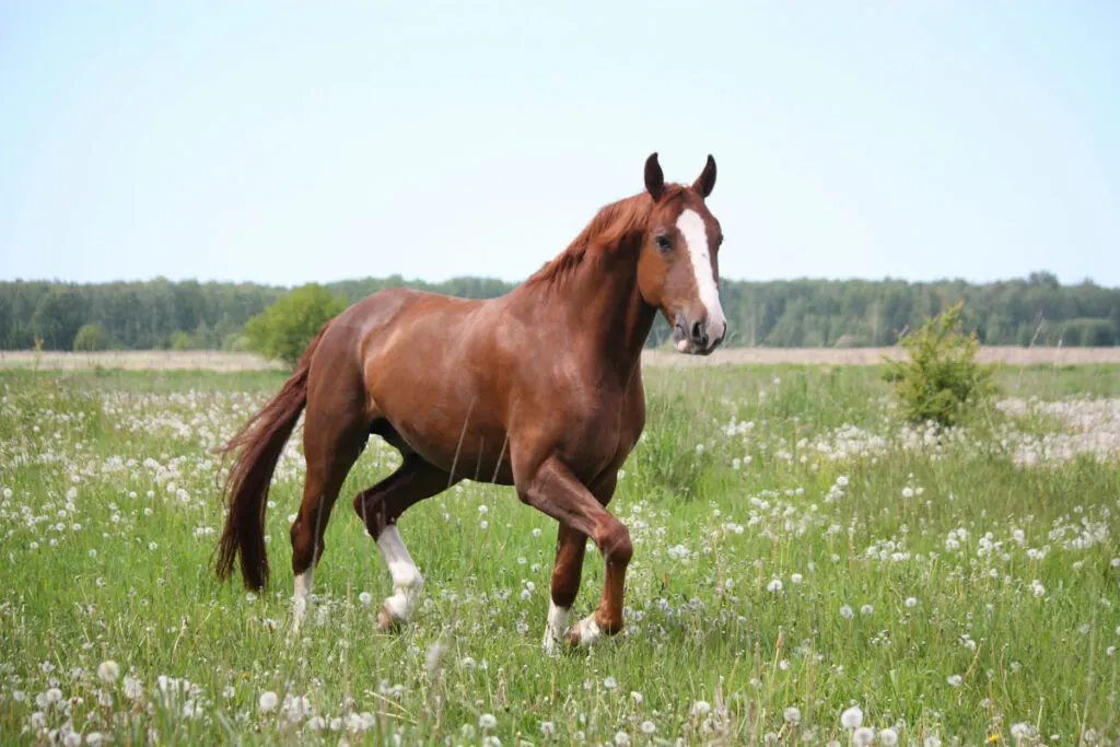 a chestnut horse galloping freely in a open field