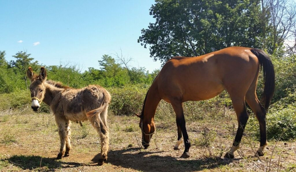 a donkey and a horse