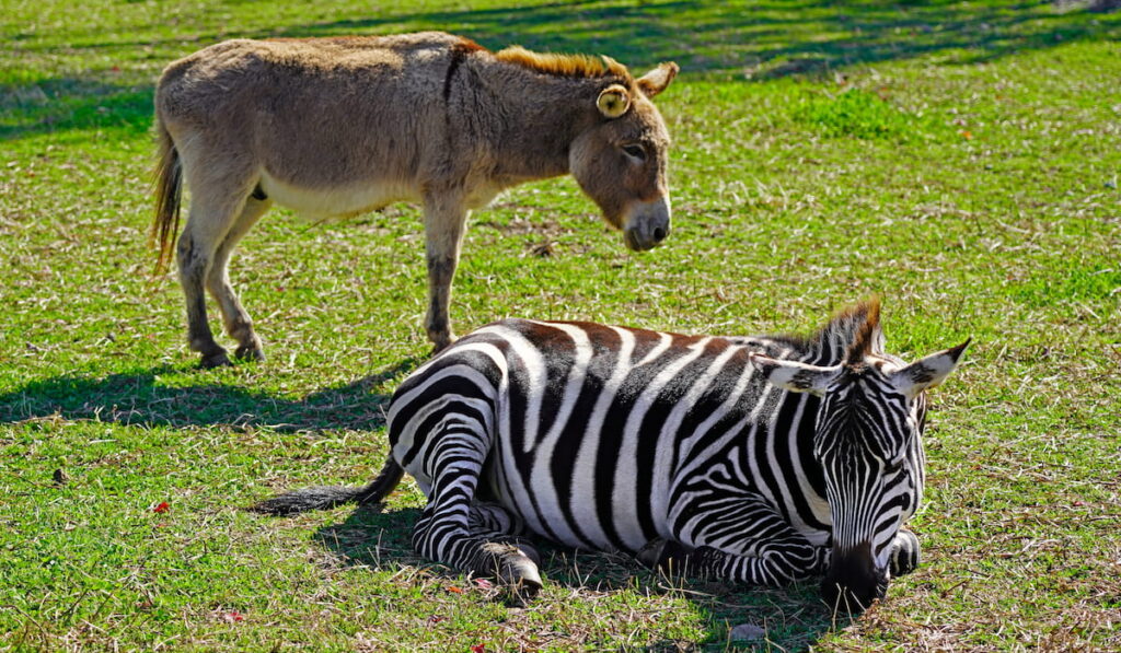 a donkey and lying zebra 