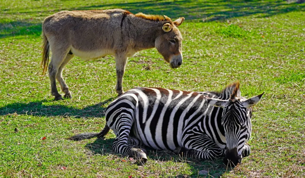 a donkey and lying zebra
