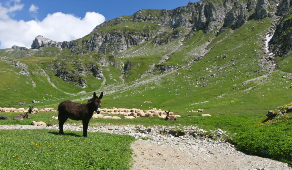 a donkey in a pasture with sheep

