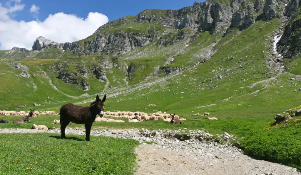 a donkey in a pasture with sheep
