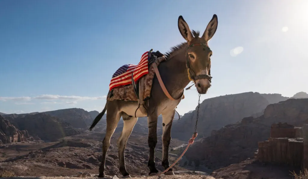a donkey with a saddle in the colors of the US flags against the background of mountains