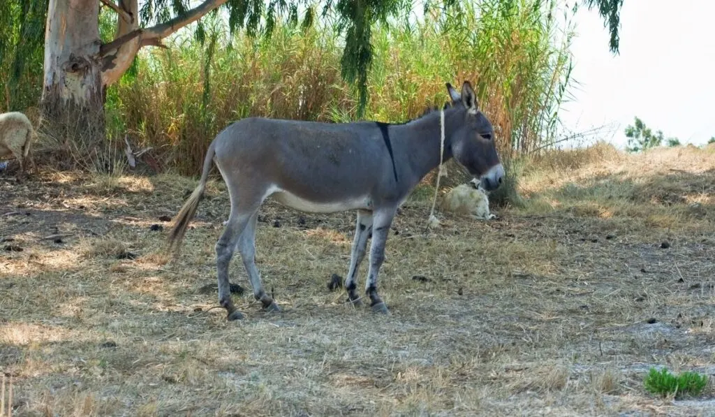 a gray donkey under a tree